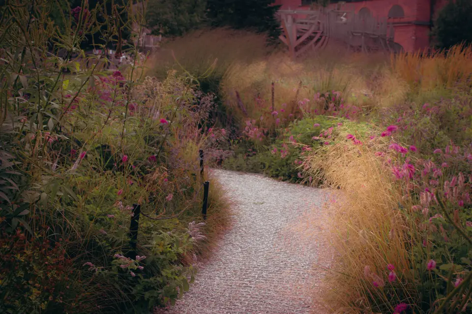 A gravel path through a planted garden of tall grasses and perennials